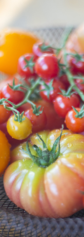 tomato salad with goat cheese